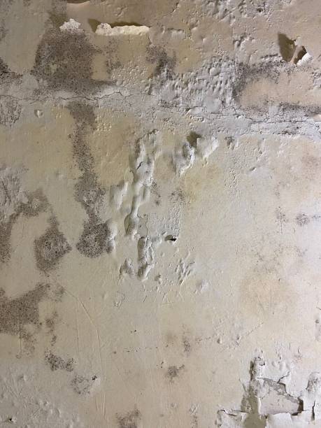 Best Commercial Mold Remediation in Clermont, GA