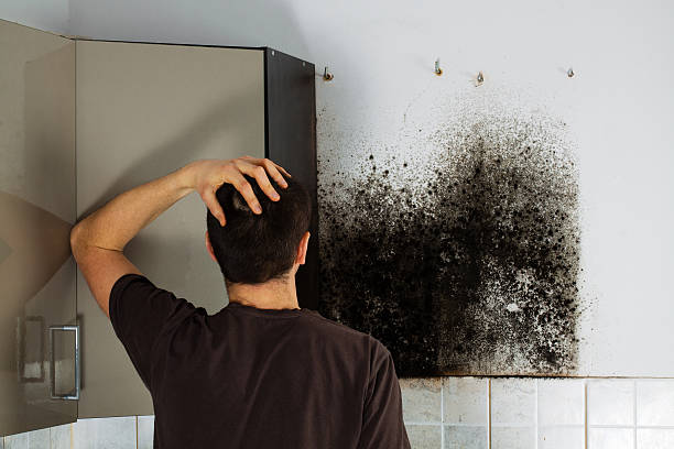 Best Mold Remediation for Specific Building Types in Clermont, GA