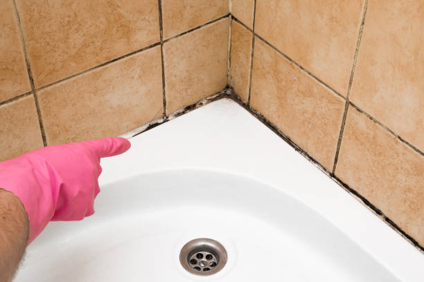 Best Mold Testing and Inspection Services in Clermont, GA